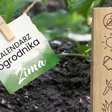 Kalendarz ogrodnika w grudniu. Nie sadź IGO
