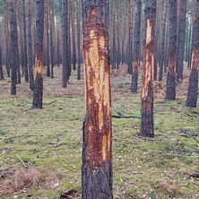 Drzewa zostały zdewastowane. Poszukiwani sprawcy