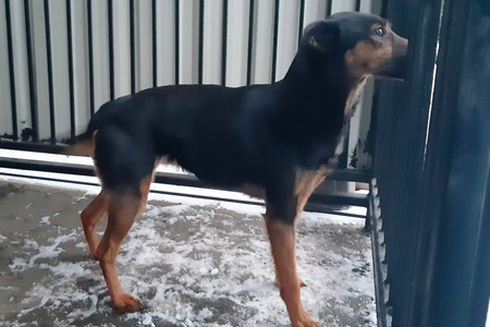 fot. Straż Miejska Nakło nad Notecią